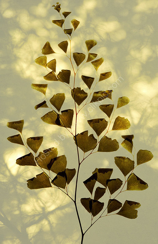Maidenhair Fern Leaf